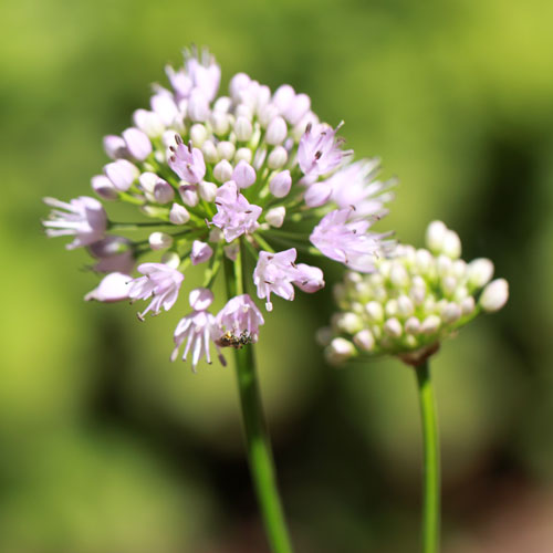 pink-flowers-2