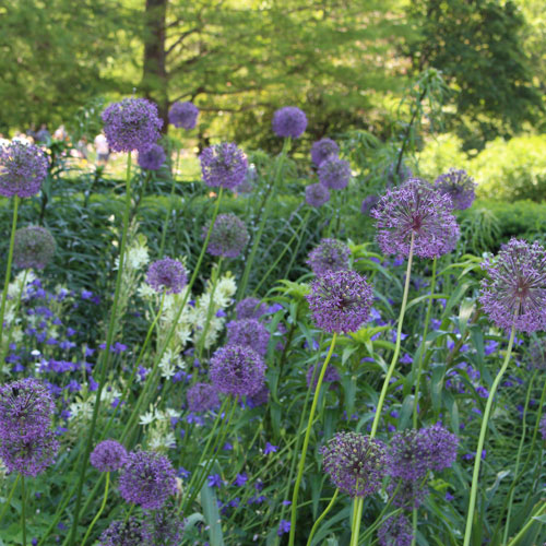 purple-flowers-1