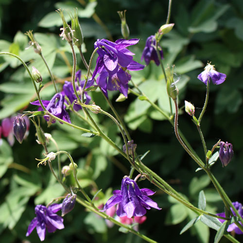 purple-flowers-2
